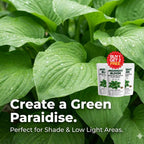 Imported Mix Hosta Plant Seeds (100g Pack) | BUY 1 GET 2 FREE + Free Organic Growth Booster!