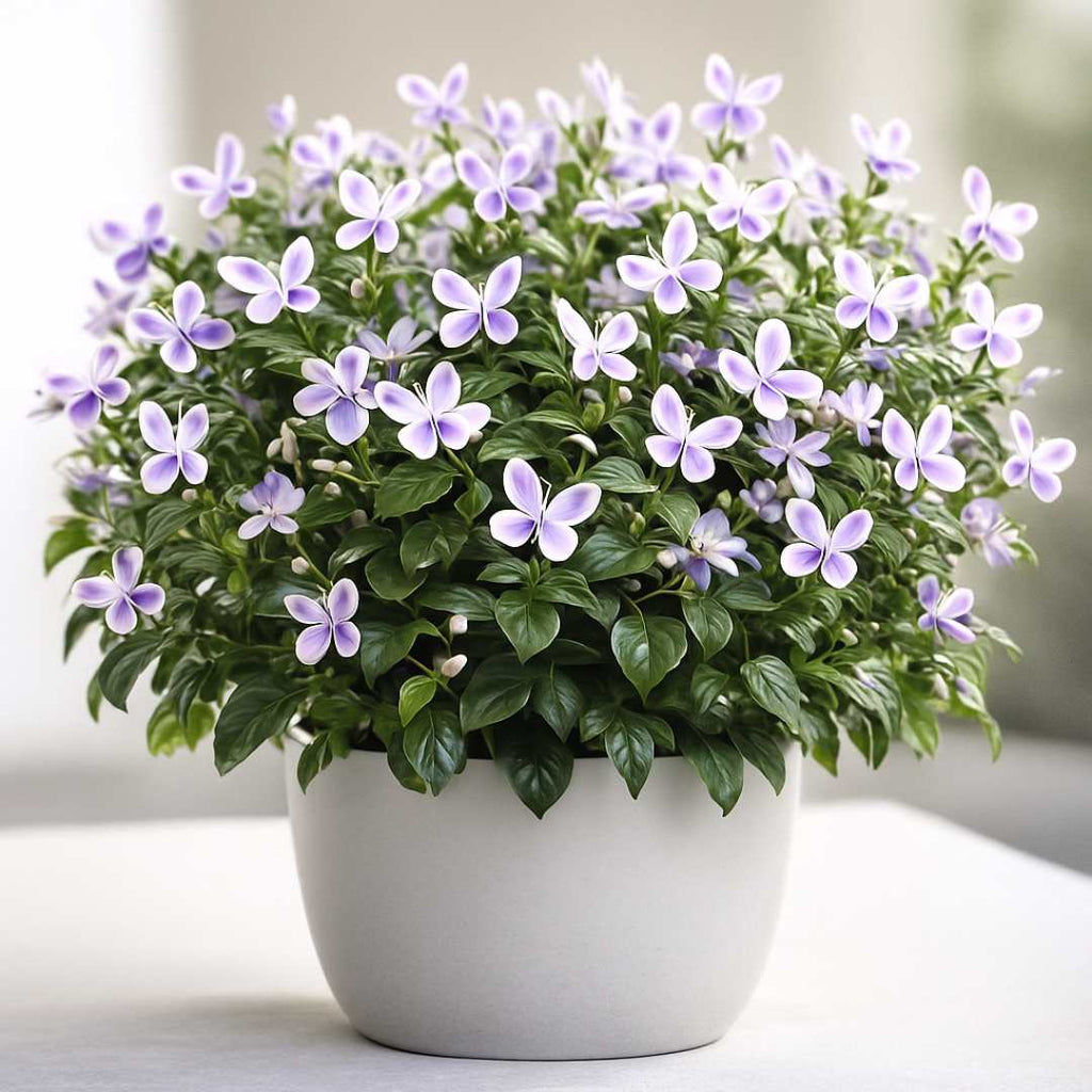 Butterfly Flower Seeds | BUY 1 GET 1 FREE