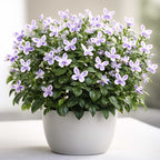 Butterfly Flower Seeds | BUY 1 GET 1 FREE