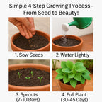 Imported Mix Hosta Plant Seeds (100g Pack) | BUY 1 GET 2 FREE + Free Organic Growth Booster!