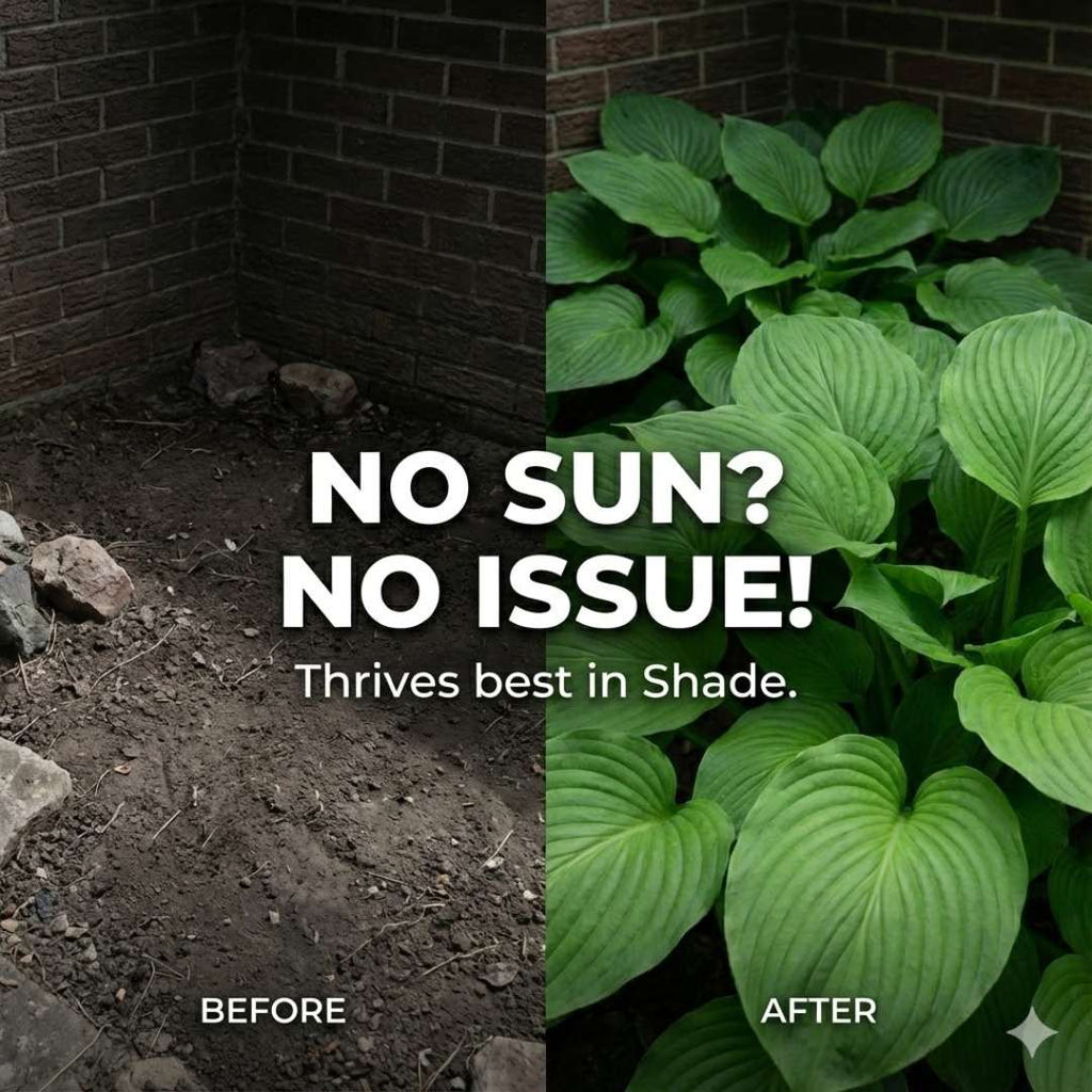 Imported Mix Hosta Plant Seeds (100g Pack) | BUY 1 GET 2 FREE + Free Organic Growth Booster!