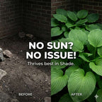 Imported Mix Hosta Plant Seeds (100g Pack) | BUY 1 GET 2 FREE + Free Organic Growth Booster!