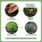 Butterfly Flower Seeds | BUY 1 GET 1 FREE