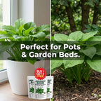 Imported Mix Hosta Plant Seeds (100g Pack) | BUY 1 GET 2 FREE + Free Organic Growth Booster!