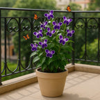 Butterfly Flower Seeds | BUY 1 GET 1 FREE