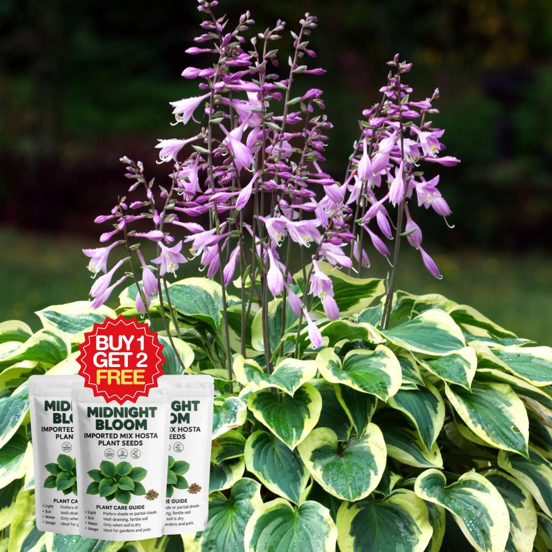 Imported Mix Hosta Plant Seeds (100g Pack) | BUY 1 GET 2 FREE + Free Organic Growth Booster!