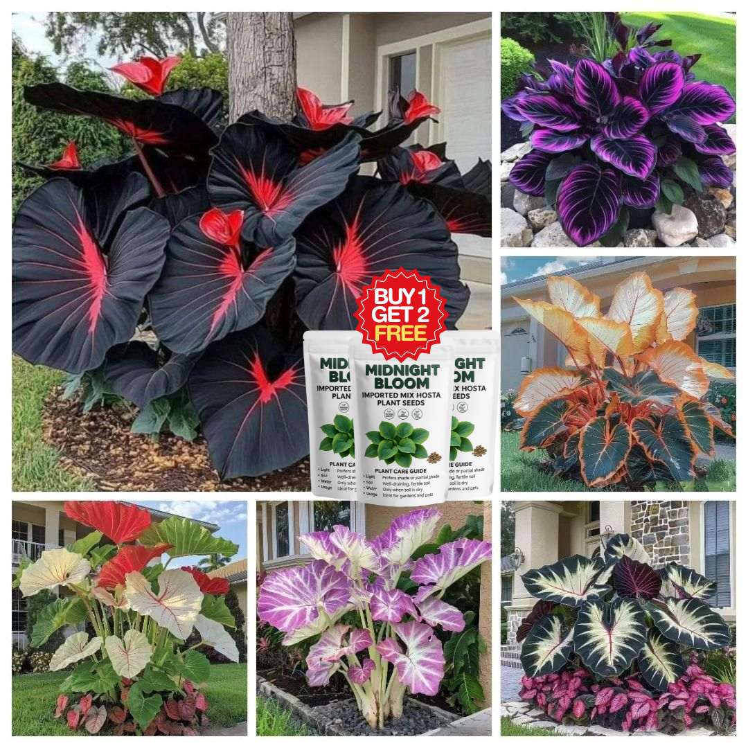 Imported Mix Hosta Plant Seeds (100g Pack) | BUY 1 GET 2 FREE + Free Organic Growth Booster!